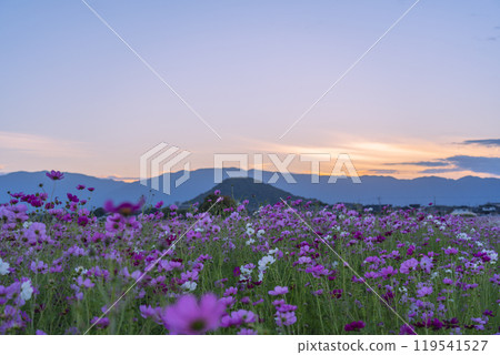 Cosmos flowers at Fujiwara Palace Ruins illuminated by the setting sun 119541527