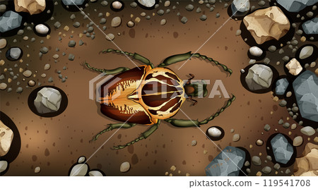 Beetle on Rocky Soil 119541708