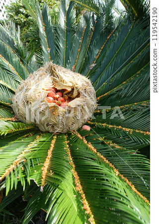 Living fossils: Cycads Living fossils: Cycads 119542190
