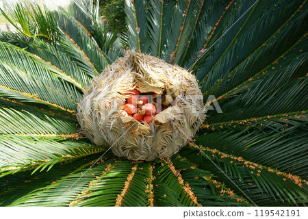 活化石“蘇鐵” 119542191