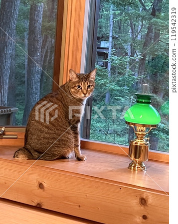 一隻虎斑貓坐在木屋的窗戶旁 119542319