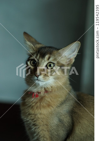 肖像般的阿比西尼亞小貓 肖像般的阿比西尼亞小貓 119542395