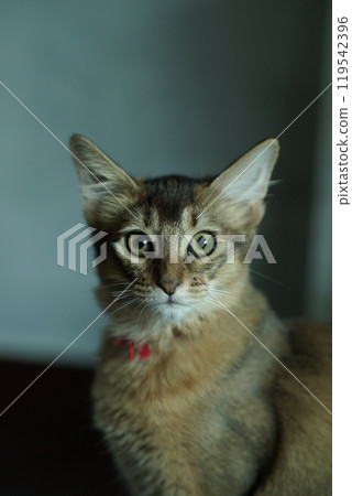 看相機的阿比西尼亞小貓 119542396