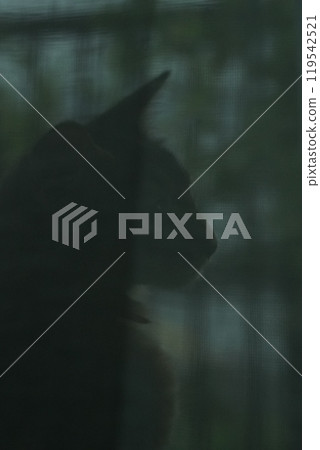 Abyssinian kitten seen through the curtains Abyssinian kitten seen through the curtains 119542521