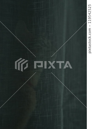 Abyssinian kitten with a fragile profile Abyssinian kitten with a fragile profile 119542525