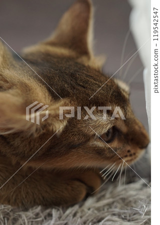 Abyssinian kitten hunting for prey Abyssinian kitten hunting for prey 119542547