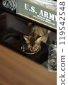 Abyssinian kitten drinking water 119542548