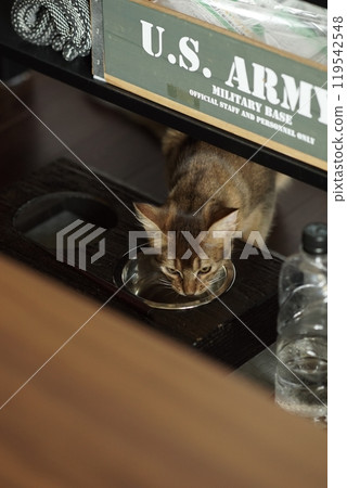 Abyssinian kitten drinking water Abyssinian kitten drinking water 119542548