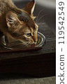Abyssinian kitten drinking water 119542549