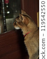 Abyssinian kitten curious about what's behind the door 119542550