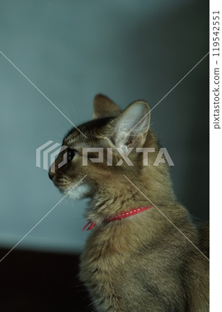 Abyssinian kitten with a beautiful profile Abyssinian kitten with a beautiful profile 119542551