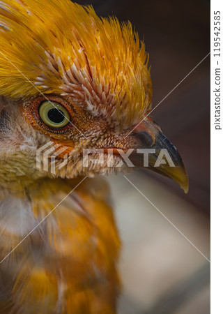 Chrysolophus pictus, Golden pheasant beautiful bird with very colorful Chrysolophus pictus, Golden pheasant beautiful bird with very colorful 119542585