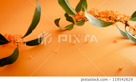 Osmanthus - Osmanthus flower on an orange background 119542629