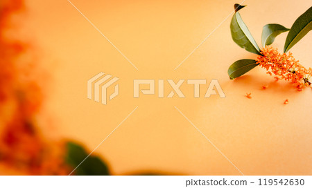 Osmanthus - Osmanthus flower on an orange background 119542630