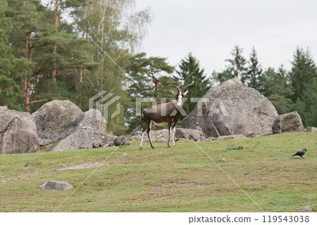 Antelope Standing on a Green Hill 119543038