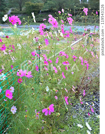 Cosmos - Scenery near the Minakami Mizuki Public Hall Roadside Station Cosmos - Scenery near the Minakami Mizuki Public Hall Roadside Station 119543126