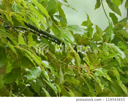 雨淋濕了 119543655