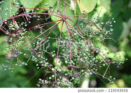 科夏布拉果 科夏布拉果 119543656