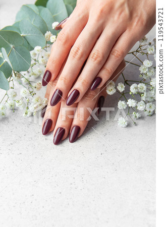 Elegant manicure with deep burgundy nails surrounded by delicate white flowers on a soft surface Elegant manicure with deep burgundy nails surrounded by delicate white flowers on a soft surface 119543721