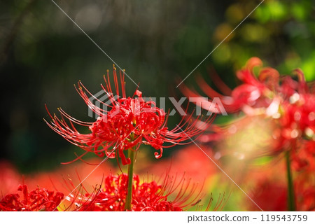 Close-up of cluster amaryllis Close-up of cluster amaryllis 119543759