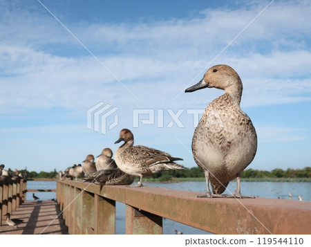 可愛的鴨子排隊 可愛的鴨子排隊 119544110