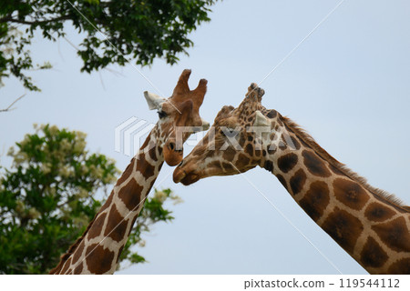 一對友善的長頸鹿夫婦 119544112