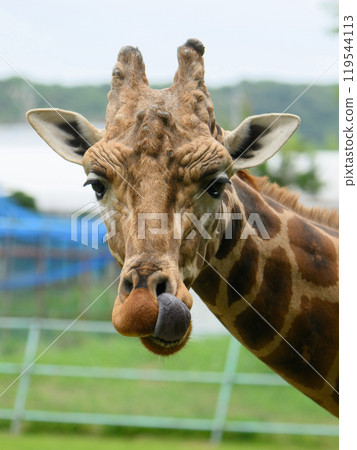 Giraffe licking its nose with its tongue 119544113
