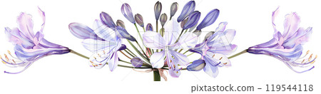 美麗的紫色百子蓮花 美麗的紫色百子蓮花 119544118