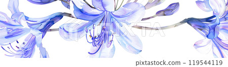 美麗的紫色百子蓮花 美麗的紫色百子蓮花 119544119