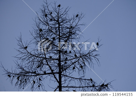 Silhouette of a Japanese larch and a flock of birds 119544155