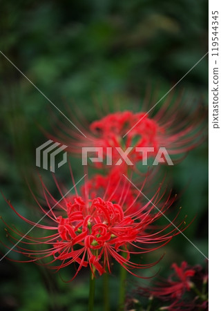秋花、曼珠莎花 119544345