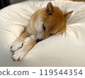 Sleeping Shiba Inu 119544354
