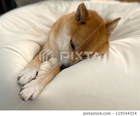 Sleeping Shiba Inu Sleeping Shiba Inu 119544354