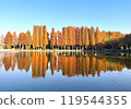 Metasequoia at Bessho Numa Park 119544355