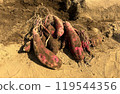 Potato digging 119544356