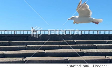 Seagulls to fly away Seagulls to fly away 119544458