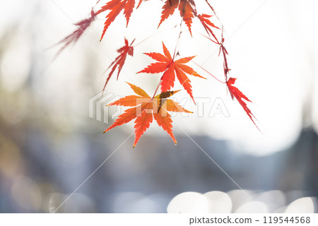 Autumn maple leaves with orange gradation Autumn maple leaves with orange gradation 119544568