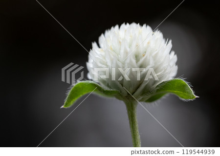 Side view of a single white amaranth flower against a black background 119544939