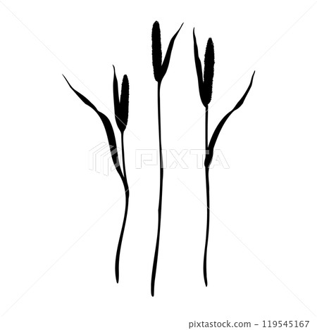 Set of of timothy grass silhouettes. Hand drawn vector illustration isolated on white background. Sketch in line art style painted by black inks For clip art banner cards Set of of timothy grass silhouettes. Hand drawn vector illustration isolated on white background. Sketch in line art style painted by black inks For clip art banner cards 119545167