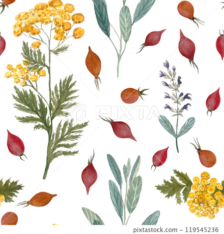 Sage, blue tansy, rose hip seamless pattern isolated on white. Hand painted in watercolor. Herbal shop art for packages of an essential oil, herbal teas, infusions, wallpaper, wrapping paper, textile Sage, blue tansy, rose hip seamless pattern isolated on white. Hand painted in watercolor. Herbal shop art for packages of an essential oil, herbal teas, infusions, wallpaper, wrapping paper, textile 119545236