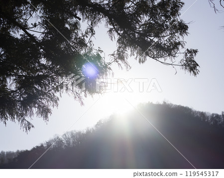 The sun that plugs into the forest 119545317