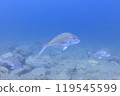 Sea creatures that live in Mutsu Bay: red sea bream, black porgy, sea urchin, sea urchin 119545599