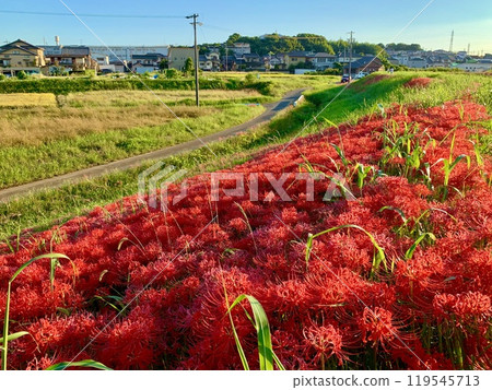 秋日藍天白雲下,岸坡上盛開的紅蜘蛛百合(屋勝川堤防/愛知縣半田市) 秋日藍天白雲下,岸坡上盛開的紅蜘蛛百合(屋勝川堤防/愛知縣半田市) 119545713