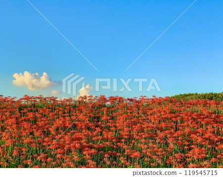 Full-blooming red spider lilies shining in the setting sun, cottony clouds floating in the clear blue autumn sky, and Mt. Gongen (Yakatsu River bank/Handa City, Aichi Prefecture) Full-blooming red spider lilies shining in the setting sun, cottony clouds floating in the clear blue autumn sky, and Mt. Gongen (Yakatsu River bank/Handa City, Aichi Prefecture) 119545715