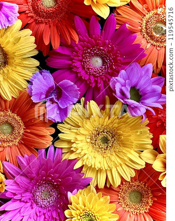 October Flower Water Purification (Close-up of Gerbera and Daisy) (Sugao Shrine/Okazaki City, Aichi Prefecture) 119545716