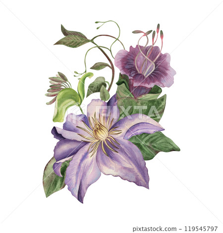 Flower arrangement of garden climbing plants. A bouquet of crematis, cobaea, ivy, green leaves, vines and buds is hand-painted with watercolors in lilac, purple, pink shades, in a botanical style 119545797