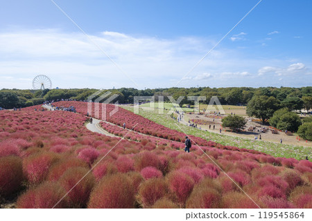 國營三春之丘海濱公園的地膚 119545864