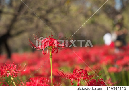 Higanbana flower blooms 119546120