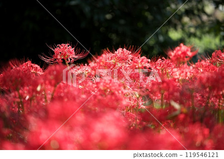 Higanbana flower blooms 119546121