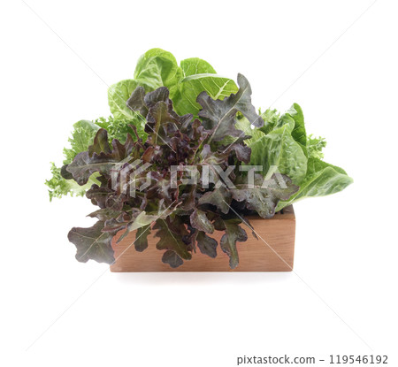 Red oak leaf lettuce on white background 119546192